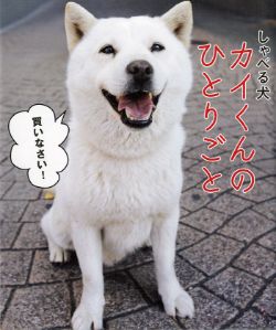 しゃべる犬 カイくんのひとりごと